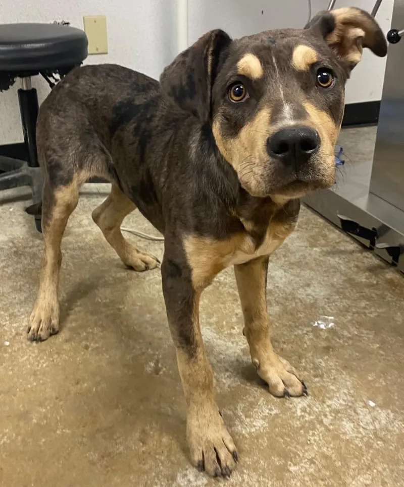 A baby medium-sized female Catahoula Leopard Dog dog named Scarlett O'hara for adoption in Lockhart, TX