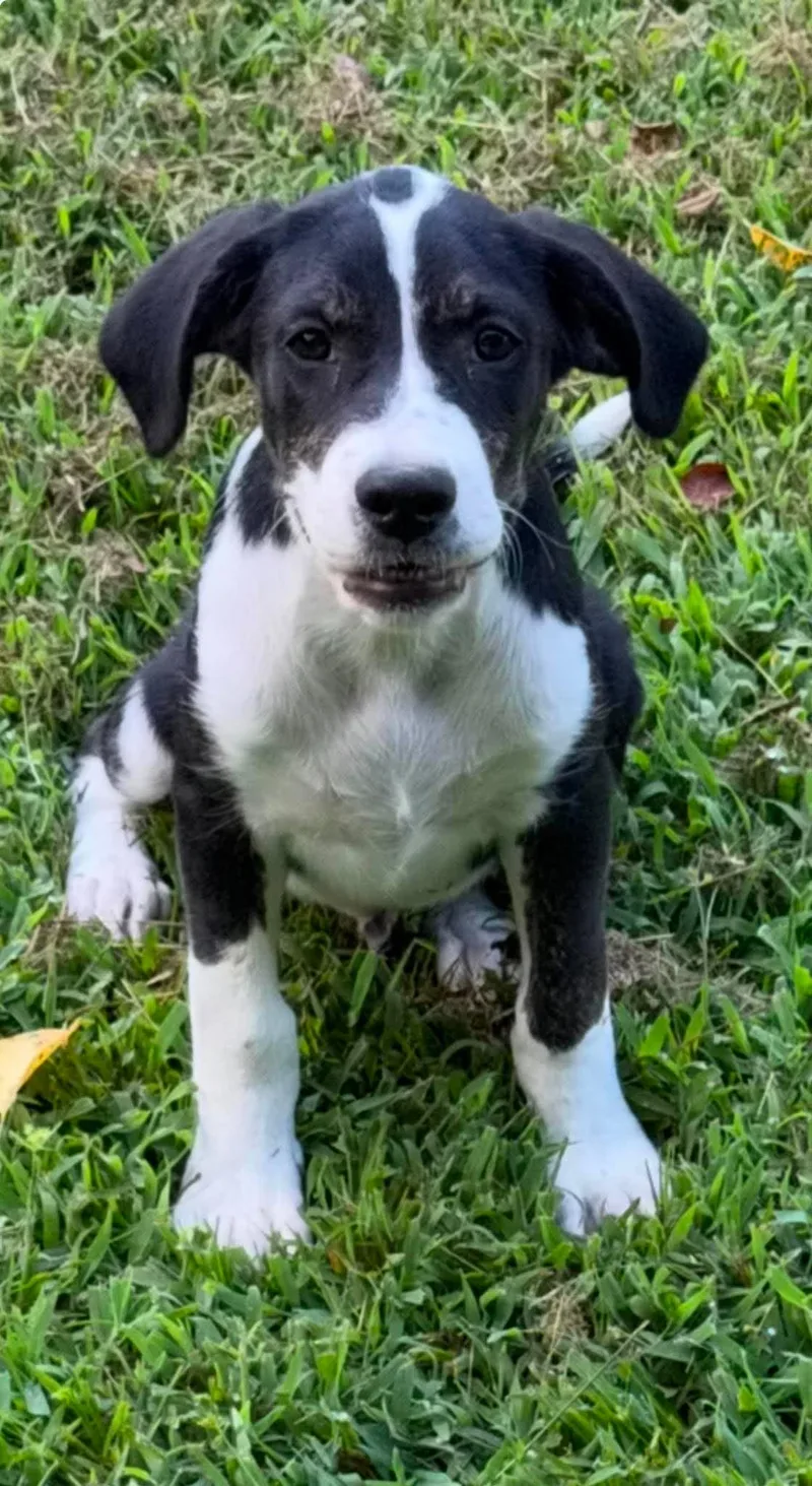 A baby medium-sized male Mixed Breed dog named Felix for adoption in Northwood, NH