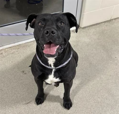An adult large-sized female Labrador Retriever dog named Titi for adoption in Dayton, OH