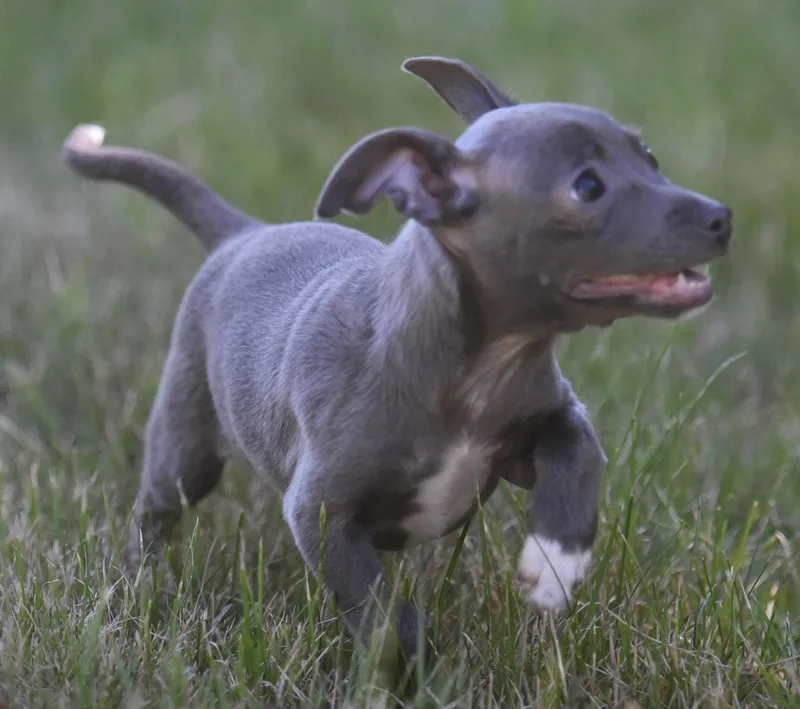 A baby small-sized female Chihuahua dog named Silvie for adoption in Mechanicsburg, PA