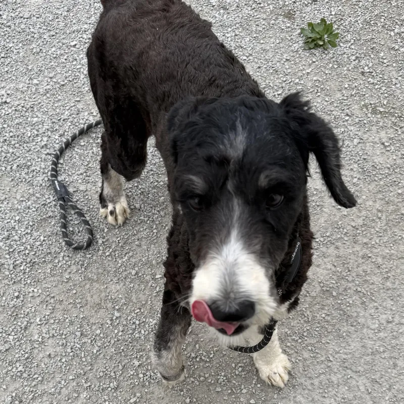 A young large-sized male Black Bernadoodle dog named Chaos for adoption in Trenton, MO