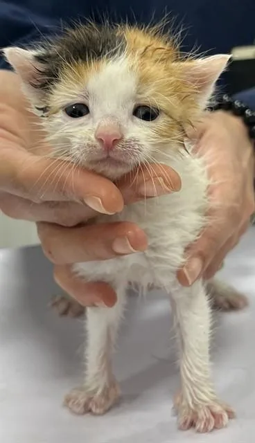 A baby small-sized female Domestic Short Hair cat named Quigley for adoption in Upper Marlboro, MD