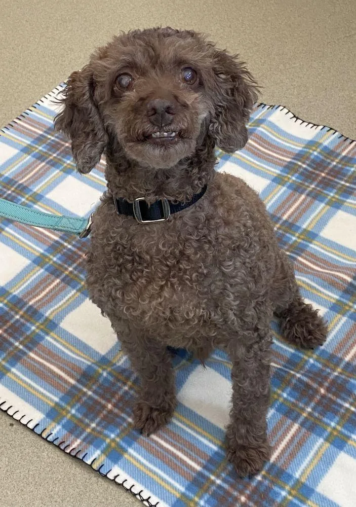 A senior small-sized male Brown / Chocolate Mixed Breed dog named Desty for adoption in Alexandria, VA