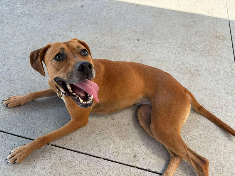 A young medium-sized female Red / Chestnut / Orange Mixed Breed dog named Shyanne for adoption in Seward, NE