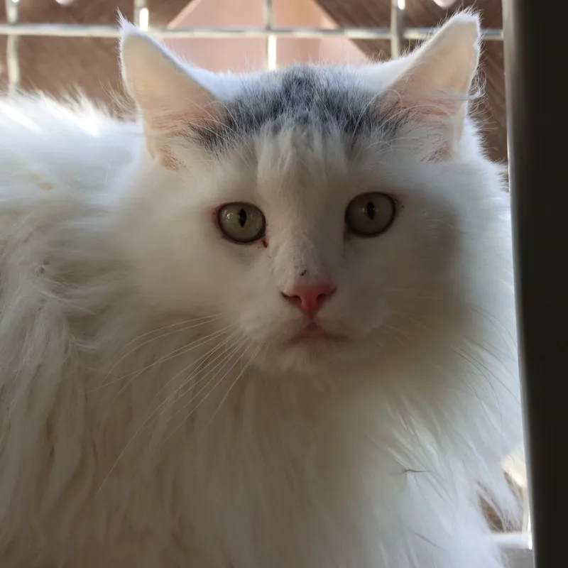 Shooter Mcgavin thumbnail 2