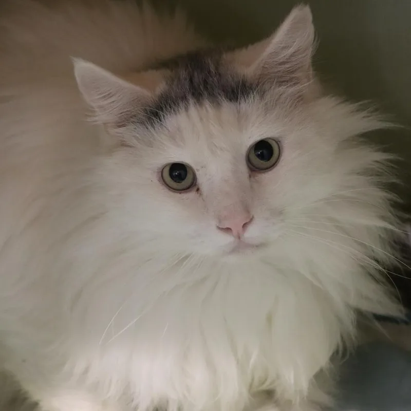 Shooter Mcgavin thumbnail 3