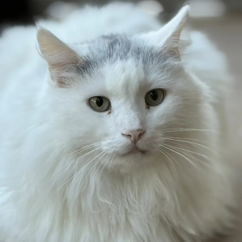 Shooter Mcgavin thumbnail 4