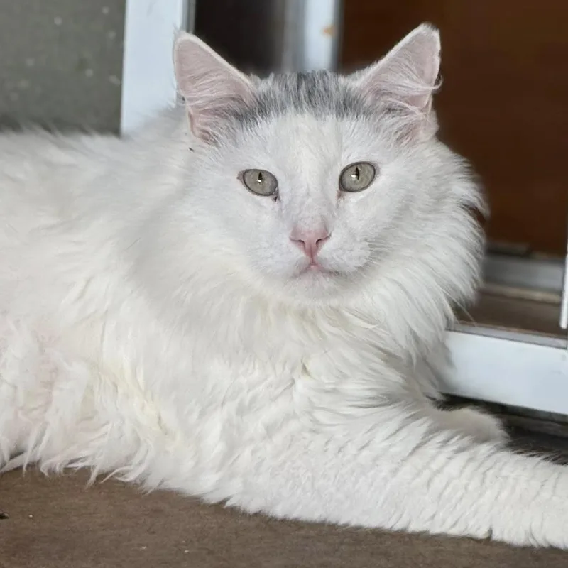 Shooter Mcgavin thumbnail 5