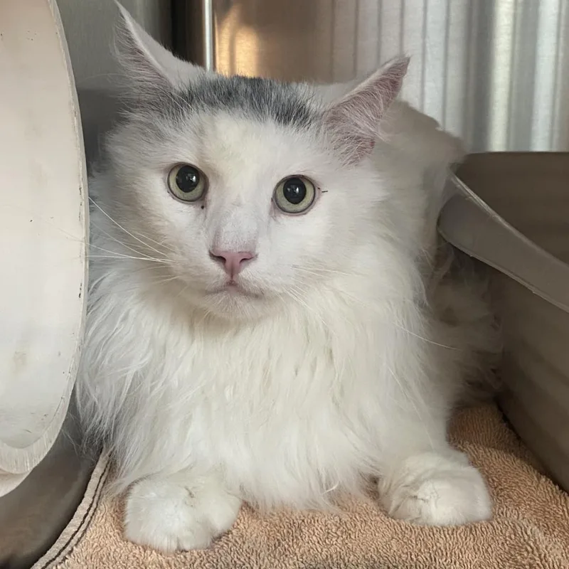 Shooter Mcgavin thumbnail 6