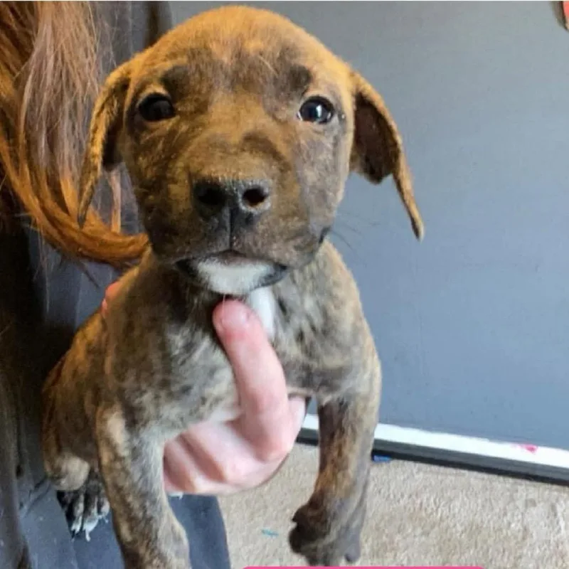 A baby small-sized female Brindle Pit Bull Terrier dog named Enoki for adoption in Brainerd, MN