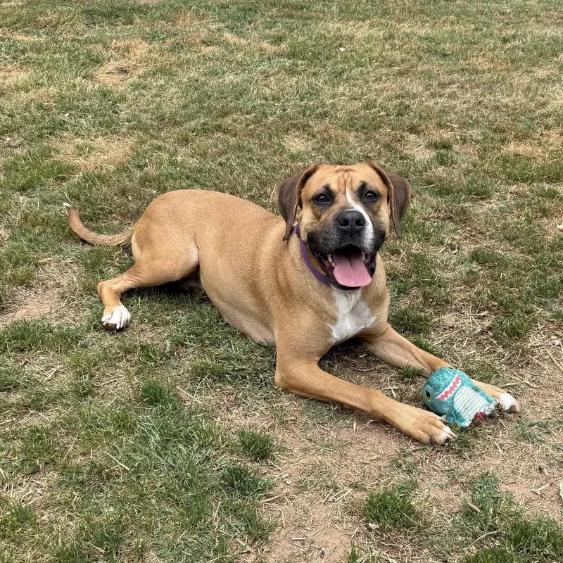 Daisy