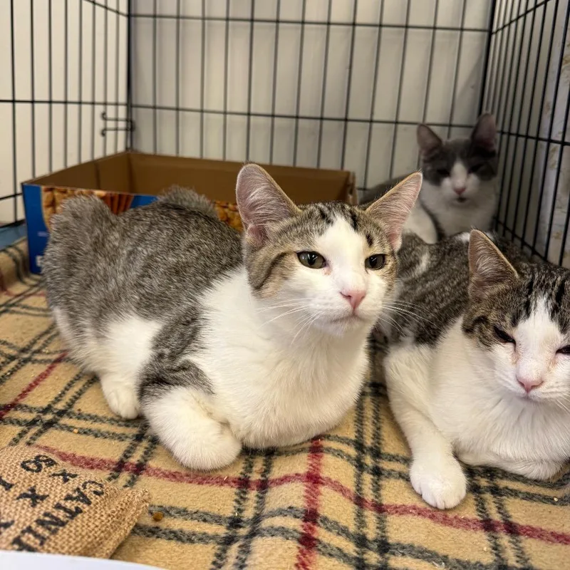 A baby small-sized female Brown / Chocolate Domestic Short Hair cat named Sonya for adoption in Spokane, WA