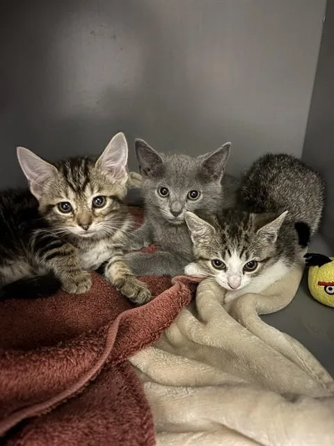 A baby small-sized female Domestic Short Hair cat named Wind for adoption in Leesburg, VA
