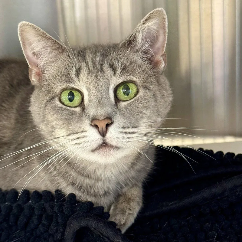 An adult medium-sized female Domestic Short Hair cat named Chantilly for adoption in Winchendon, MA