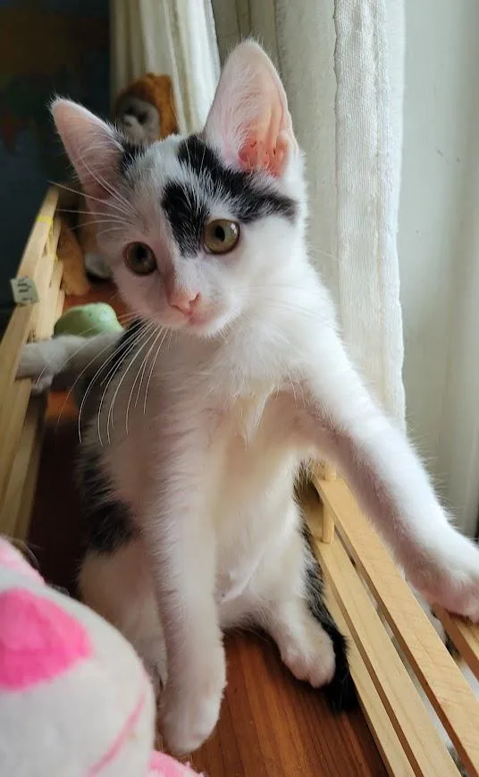 A baby medium-sized female Domestic Short Hair cat named Lightning  Willow Grove for adoption in Greenville, DE