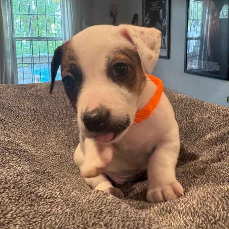 A baby small-sized male White / Cream Jack Russell Terrier dog named Daisy for adoption in Staten Island, NY