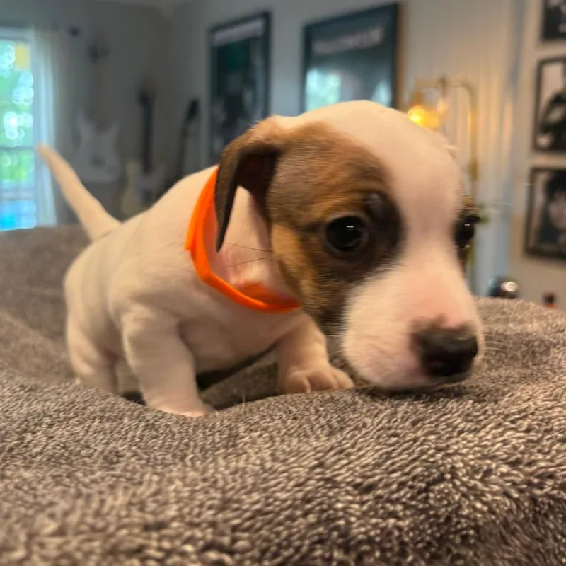 Daisy thumbnail 3