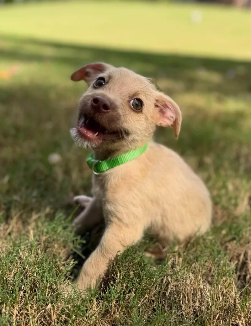 A young medium-sized male Terrier dog named Stack for adoption in Greenville, SC