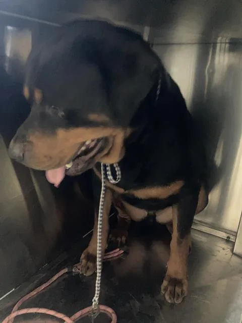 An adult large-sized male Rottweiler dog named Oso for adoption in Dallas, TX