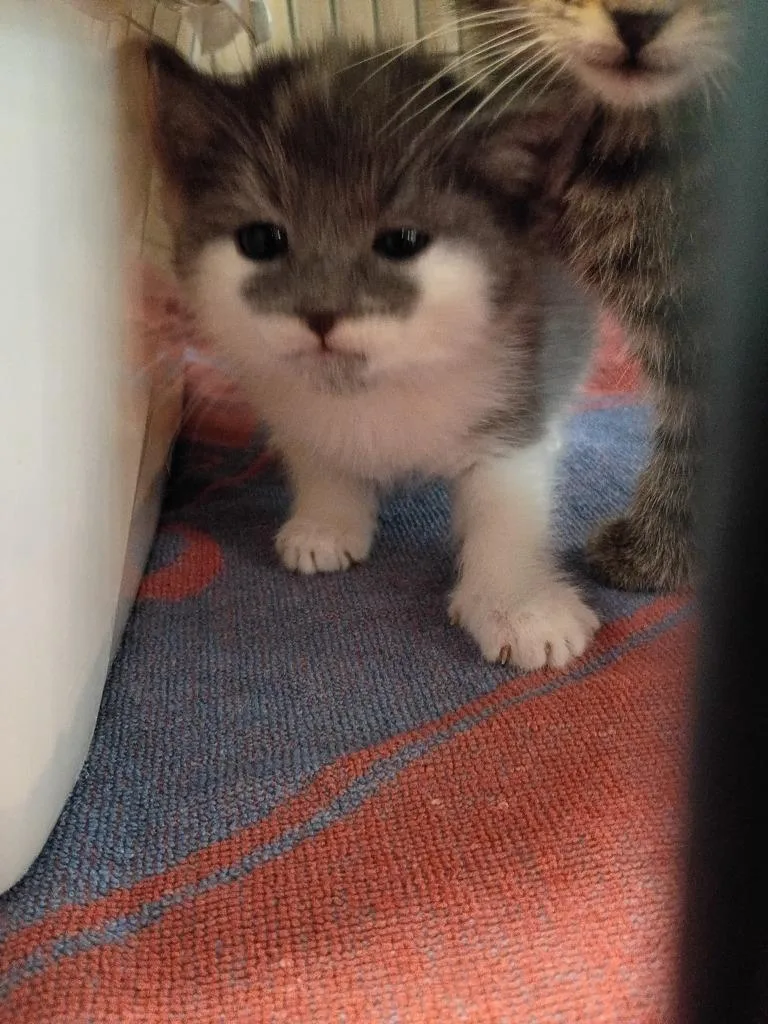 A baby medium-sized male Domestic Short Hair cat named Cinderblock for adoption in Hamilton, OH