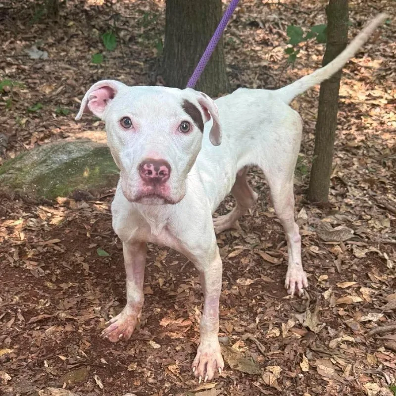 An adult medium-sized male American Staffordshire Terrier dog named Memphis for adoption in Long Island City, NY