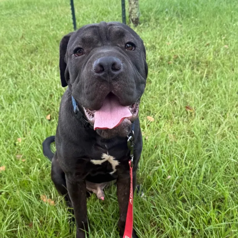 A young medium-sized male Black Mastiff dog named Dude for adoption in Daphne, AL