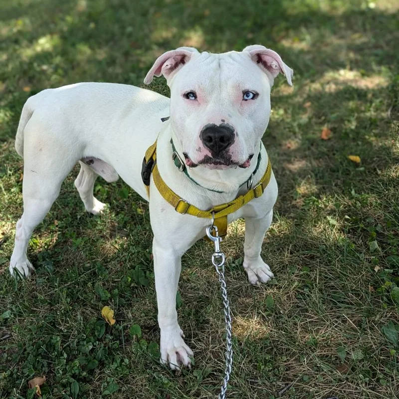 An adult medium-sized male White / Cream Pit Bull Terrier dog named Lightning Mcqueen for adoption in Baltimore, MD