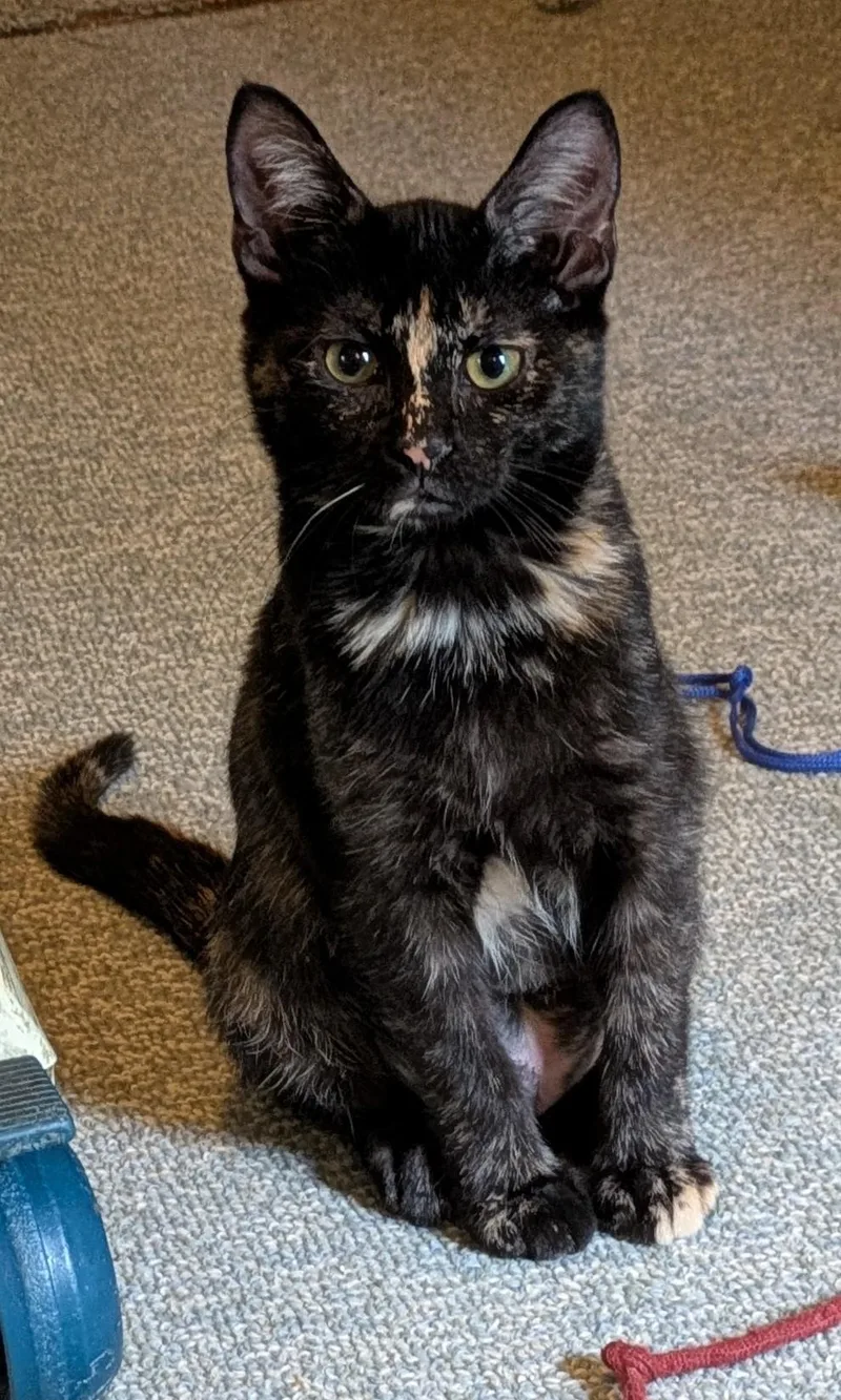 A baby medium-sized female Domestic Short Hair cat named Jasmine for adoption in Wadsworth, OH
