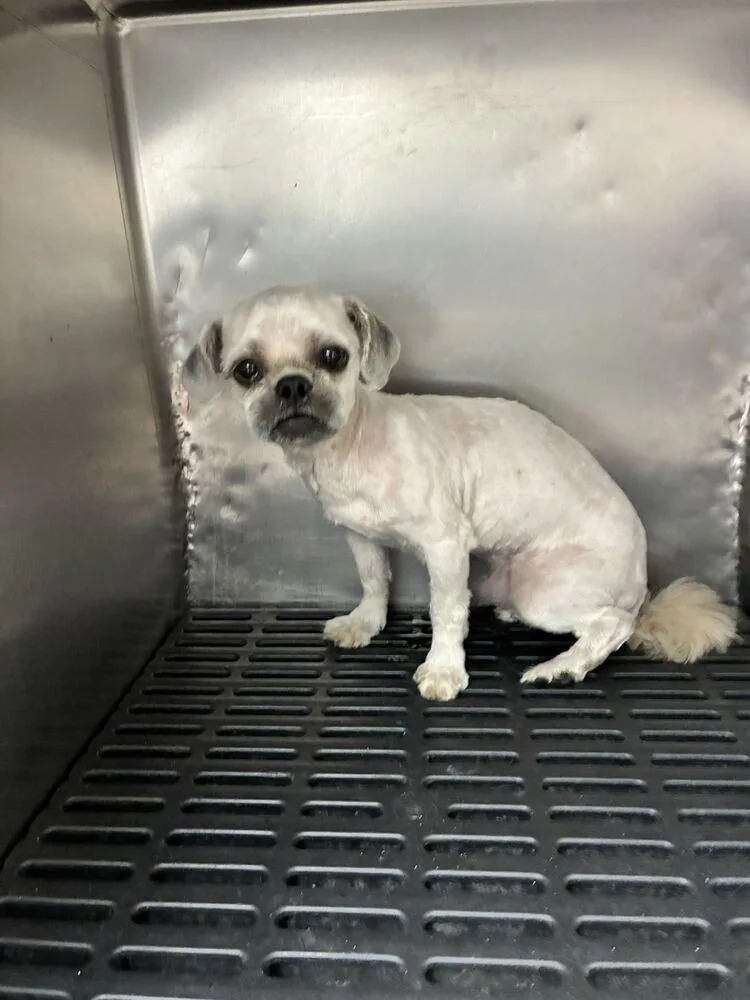 A young small-sized male Shih Tzu dog named Oden for adoption in Marietta, GA