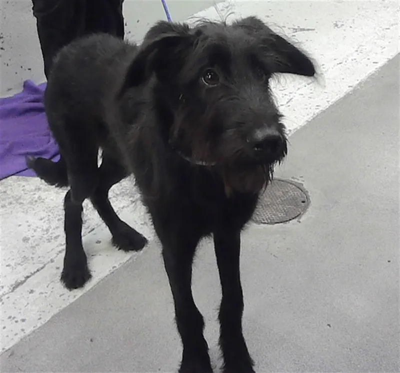 A baby medium-sized female Labrador Retriever dog named Blossom for adoption in Houston, TX