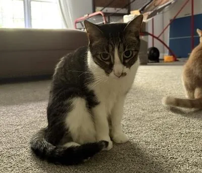 An adult medium-sized male Tabby cat named George and Ringo for adoption in Palmyra, VA