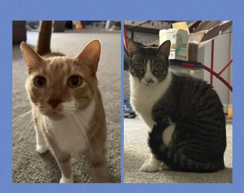 George and Ringo thumbnail 2
