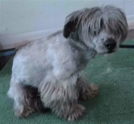 A young medium-sized male Maltese dog named Victor for adoption in Baldwin Park, CA