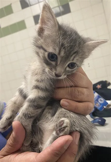 A baby medium-sized female Domestic Short Hair cat named Cookie for adoption in Dallas, TX