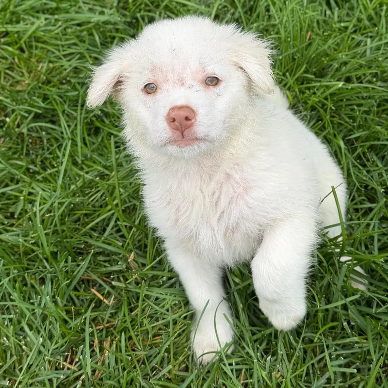A baby small-sized male White / Cream Mixed Breed dog named Saguaro for adoption in Buffalo, MN