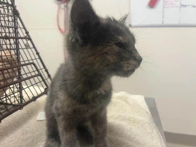 A baby small-sized female Domestic Short Hair cat named Ballerina for adoption in San Luis Obispo, CA