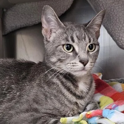 An adult small-sized female Domestic Short Hair cat named Peyton for adoption in Scotia, NY
