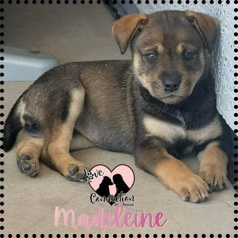 A baby medium-sized female Brown / Chocolate Chocolate Labrador Retriever dog named Madeleine for adoption in Gilbert, AZ