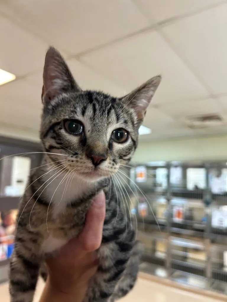 A baby medium-sized female Tabby cat named Nessie for adoption in Nacogdoches, TX