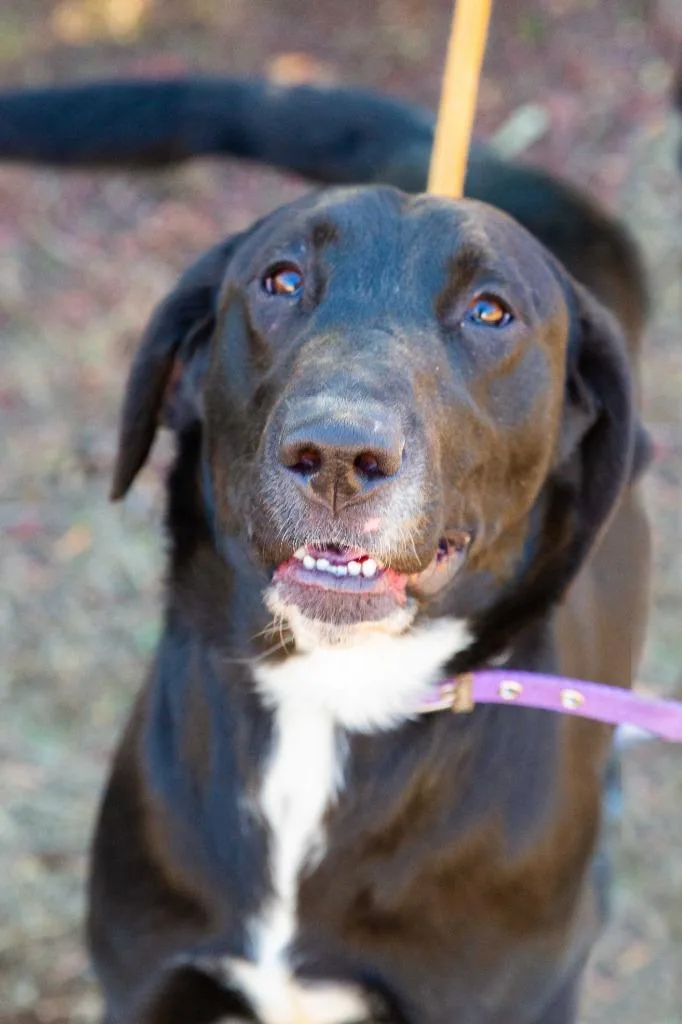 An adult medium-sized female Labrador Retriever dog named Chelsea for adoption in San Diego, CA