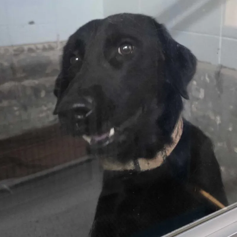 An adult large-sized male Black Labrador Retriever dog named Cole for adoption in Huntsville, AL
