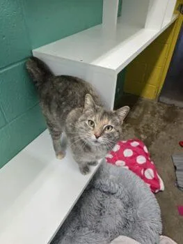 A young small-sized female Domestic Short Hair cat named Mrs Aurora for adoption in Easton, MD