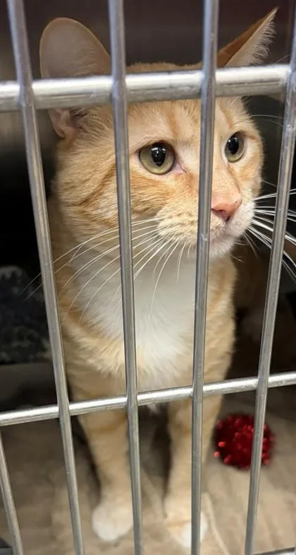 An adult small-sized male Domestic Short Hair cat named Ritz for adoption in Baraboo, WI