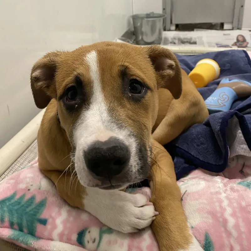 A baby small-sized female Brown / Chocolate Pit Bull Terrier dog named Scully for adoption in Deerfield, IL
