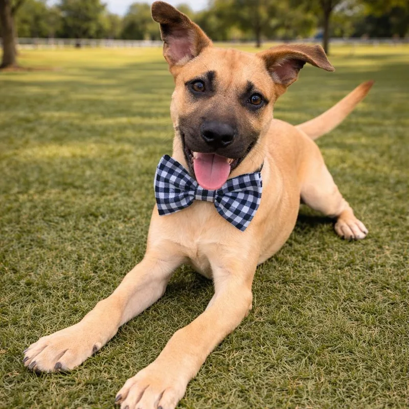 Cookie Gs thumbnail 2