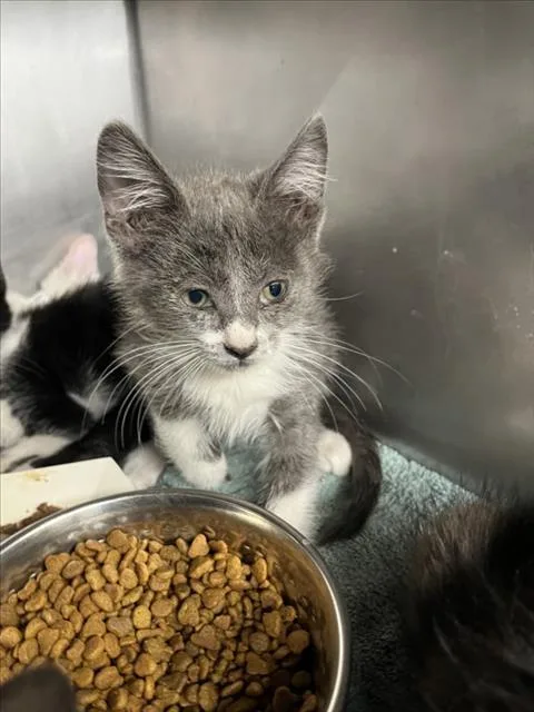 A baby small-sized female Gray / Blue / Silver Domestic Short Hair cat named Gigi for adoption in Woodland, CA