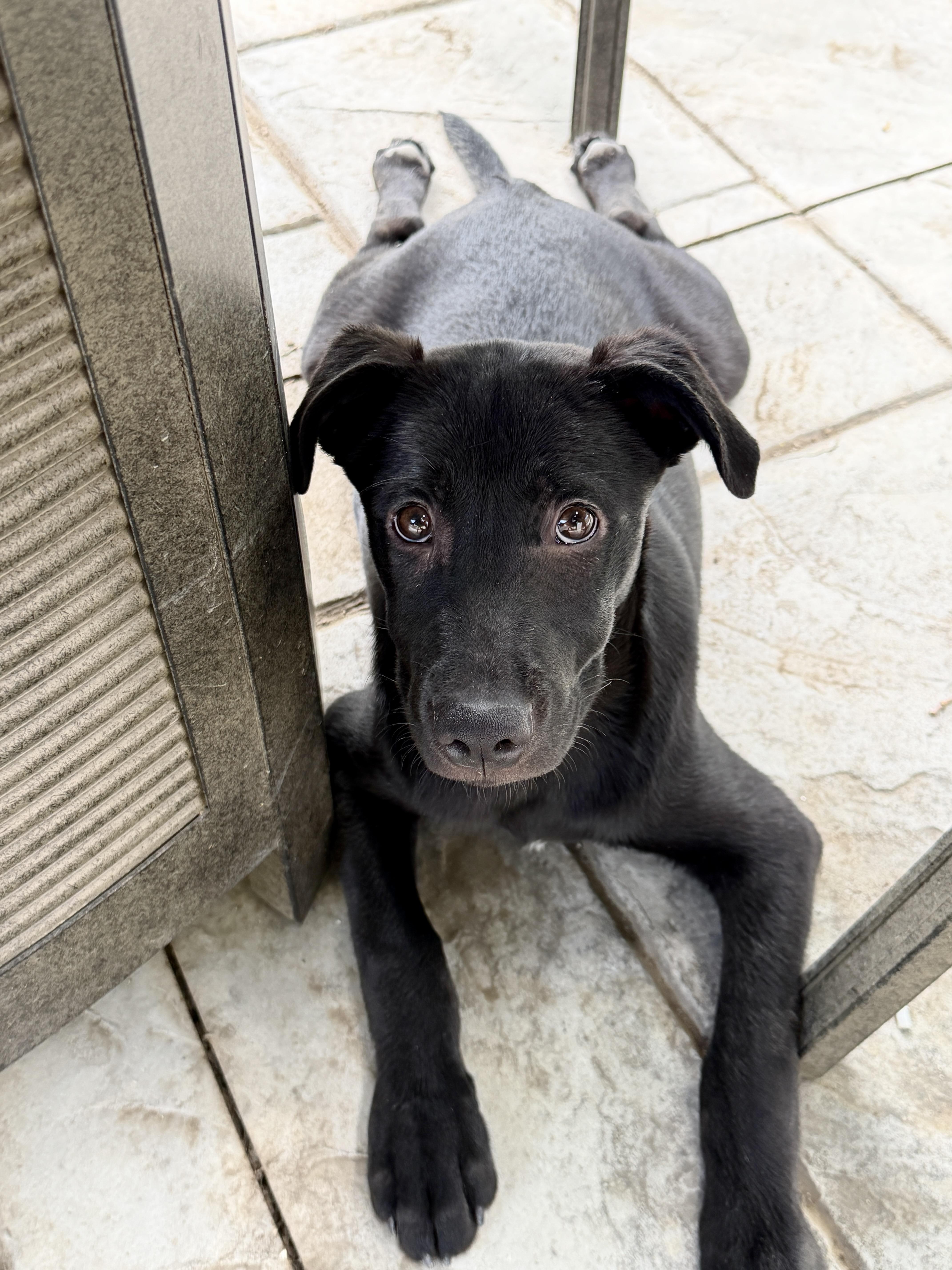 A baby medium-sized male Black Labrador Retriever dog named Doug for adoption in Fort Collins, CO
