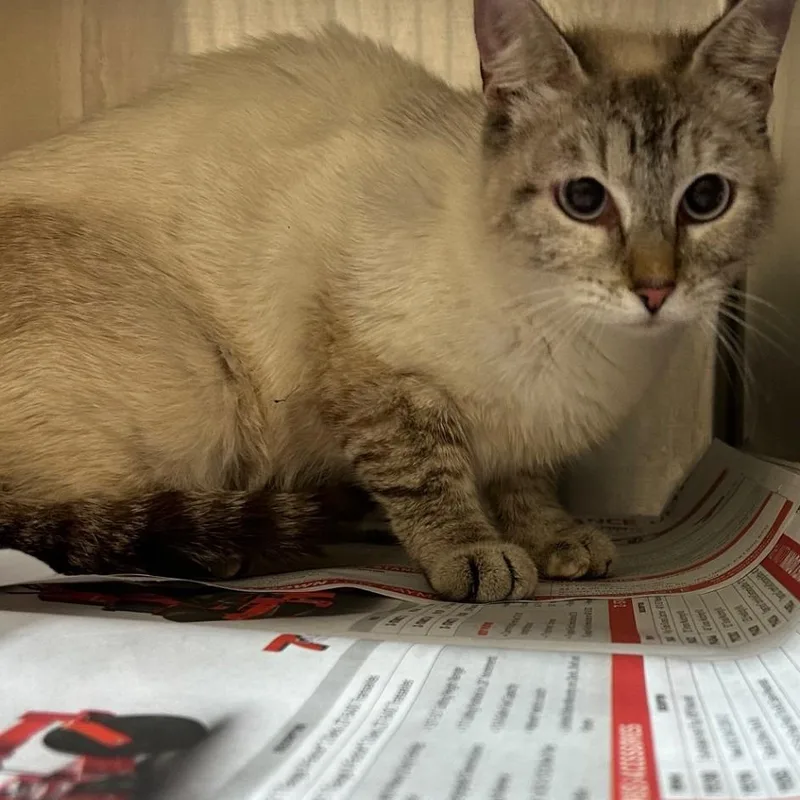 A young medium-sized female White Domestic Short Hair cat named Nutmeg for adoption in Lufkin, TX