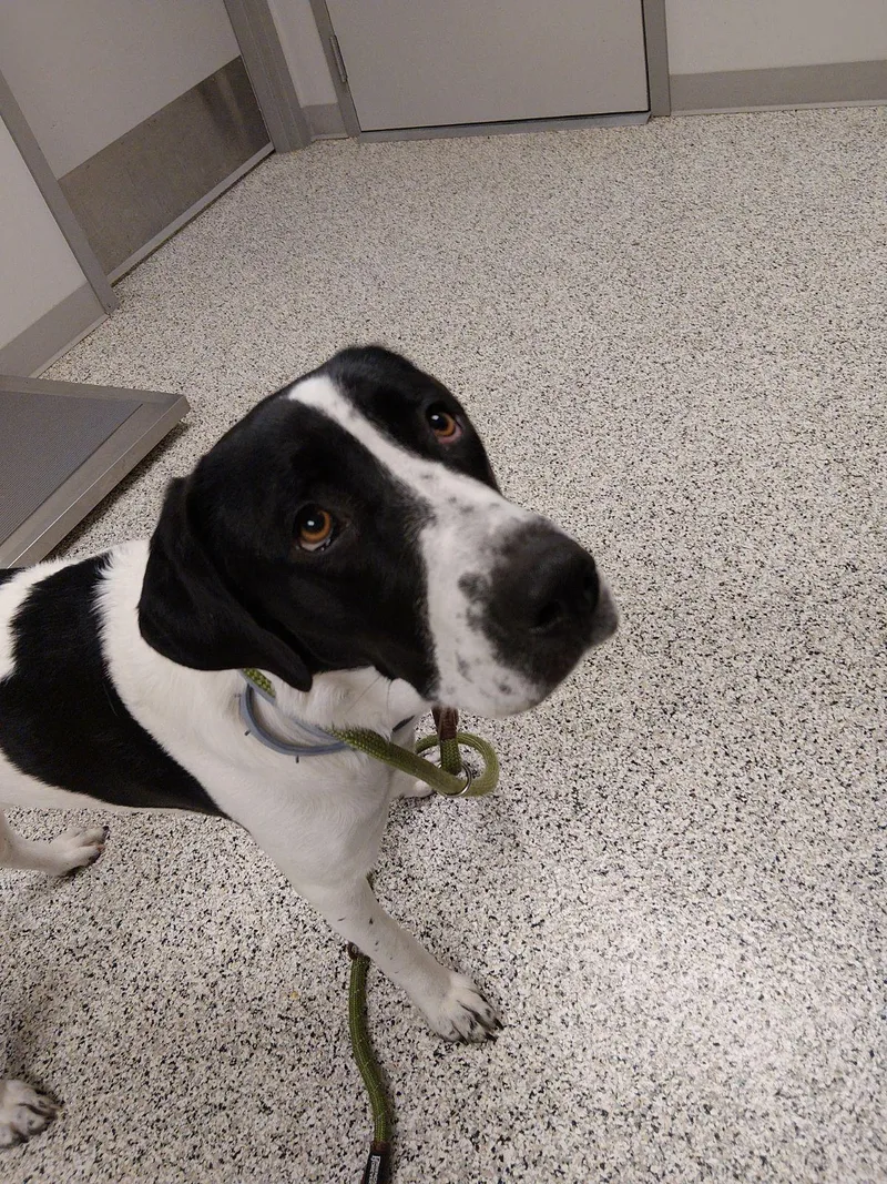 A young medium-sized female Black English Pointer dog named Found for adoption in Liberty, MO