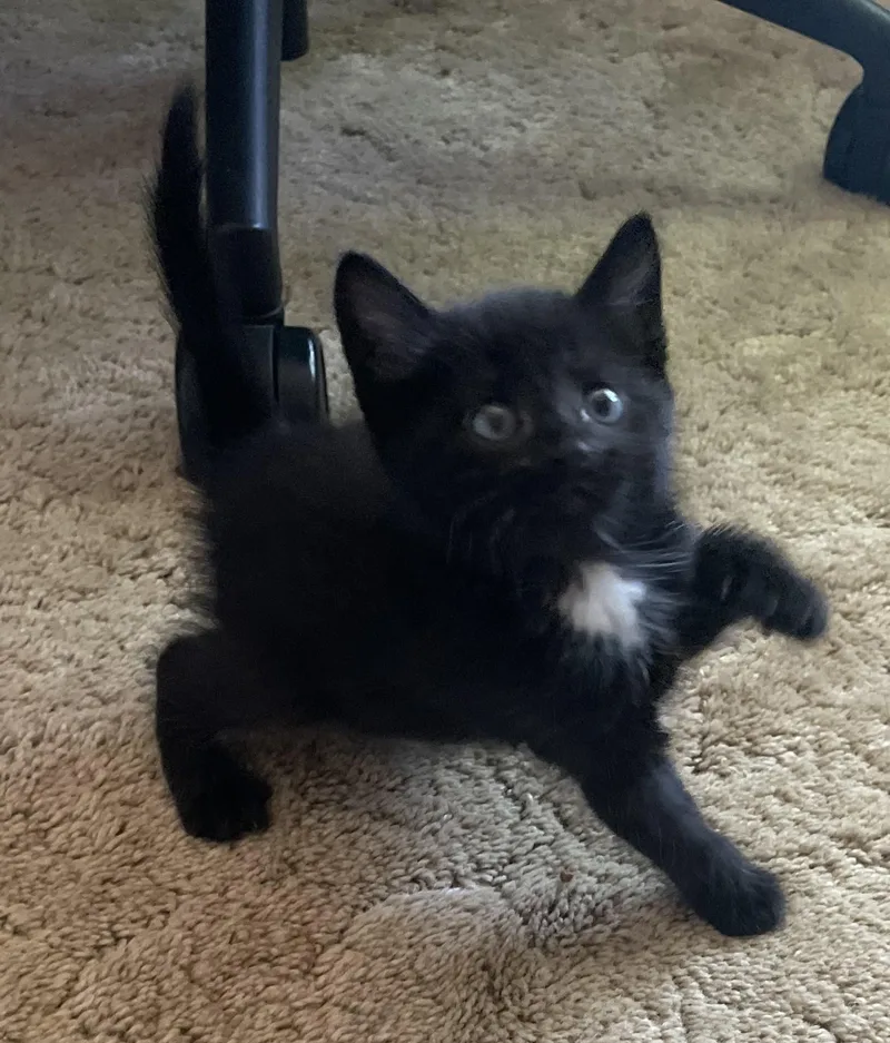 A baby medium-sized female Black Domestic Short Hair cat named Kit for adoption in Avon, NY